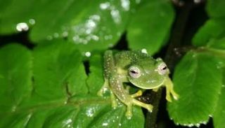 واحد من الضفادع الثلاثة التي اكتشفت في كوتشابامبا