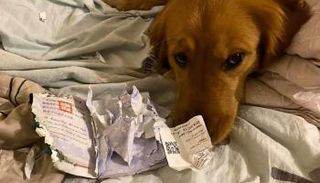 الكلب كيم بعد تمزيقه جواز سفر مالكته