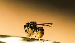 دبور الورق الشمالي