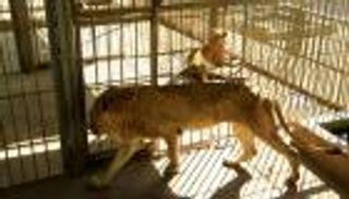 خبراء أجانب في السودان لإنقاذ 4 أسود من الموت