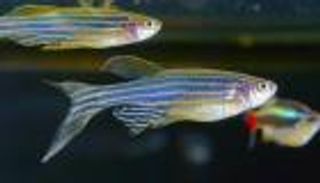 سمكة الزرد أمل البشرية في تجديد خلايا القلب التالفة