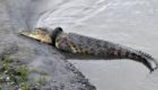 مكافأة إندونيسية لمن يخلص تمساحا ضخما من إطار عالق