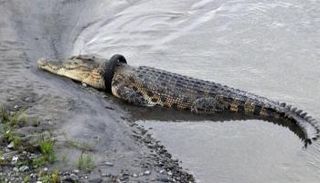 إندونيسيا تعرض مكافأة مقابل تحرير تمساح من 