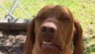 كلاب في أوضاع غريبة.. ضحك ولعب وريبة