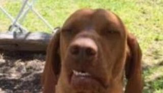  صور لكلب بدا وكأنه في ريبة من أمره