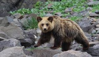 الدب هاجم رجلاً بجوار منزله في اليابان - أرشيفية