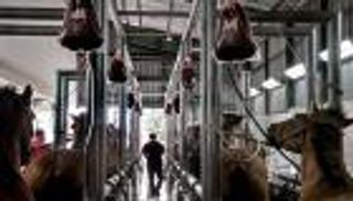 بالصور.. دم الخيول علاج "آمن جدا" لكورونا في 4 أيام