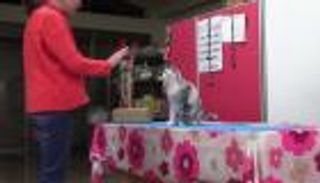 "تقلد السلوك".. باحثون يوثقون حالة غريبة لقطة