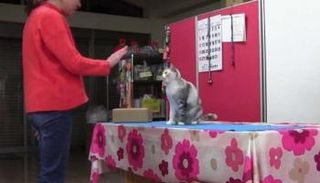 القطة أثناء الخضوع للاختبارات