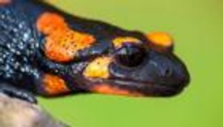 اكتشاف ضفادع تشارك الثعابين "نفث السموم"