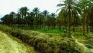 النخلة العراقية.. ذاكرة حرب وكبرياء
