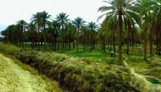 النخلة العراقية تنتج أفضل أنواع التمور 