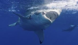 سمكة قرش - أرشيفية