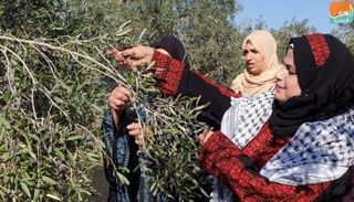 الزي التراثي الفلسطيني كان حاضرا خلال موسم قطف الزيتون