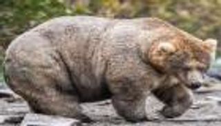 "الدب الطائرة" يحسم مسابقة "الأسمن" في 2020.. كم وزنه؟