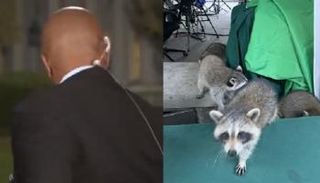 راكون يقاطع عمل مراسل سي إن إن