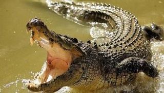 تمساح يقلب قاربا ويقتل صيادا في إندونيسيا- أرشيفية