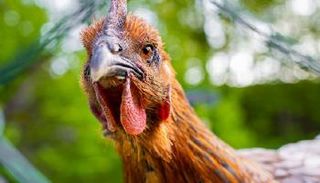 دجاجة تدافع بشجاعة عن صغارها ضد أخطر أفاعي العالم- أرشيفية