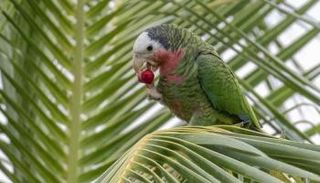 ببغاء أباكو يوجد في جزيرتين فقط من جزر الباهاما 