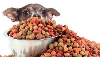 أكل الكلاب والقطط يزيد من انبعاثات الكربون