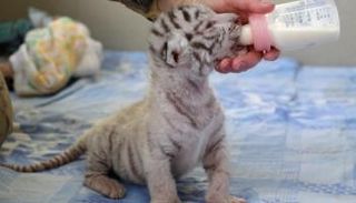 شبل نمر سومطرة المهدد بالانقراض