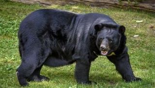 الدببة السوداء الآسيوية تهدد مقاطعة نيجاتا في اليابان