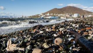 حيوانات بحرية نافقة في روسيا 