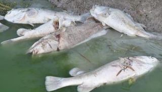 نفوق الأسماك ظاهرة تقلق الأستراليين