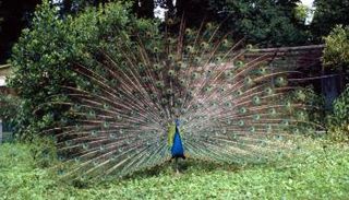 30 طاووسا أثارت مشكلة مزعجة لسكان المدينة