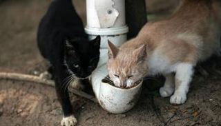 جزيرة القطط في البرازيل