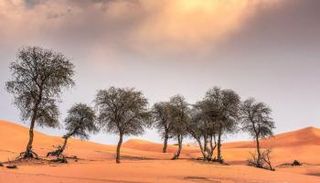 1,8 مليار شجرة في جنوب الصحراء الكبرى والساحل