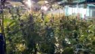 بالصور.. ملهى ليلي يغير نشاطه إلى "مزرعة حشيش"