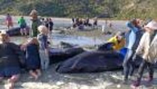 بالصور.. نفوق 19 حوتا بعد جنوح جماعي في نيوزيلندا