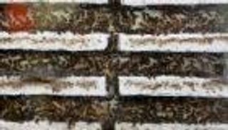 نمل للبيع في سنغافورة.. حشرات "رحيمة" وتتمتع بـ"روح قتالية"