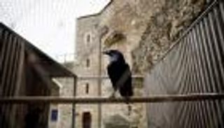 غربان برج لندن تهدد بـ"فوضى" في المملكة المتحدة.. والسبب كورونا