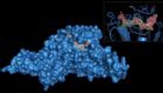 المقص الجزيئي الفيروسي.. هدف جديد لأدوية "كوفيد-19"