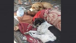 المواطن اليمني وبجواره الكلاب