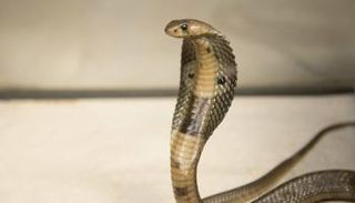 أفعى الكوبرا تعرضت للتجميل بشكل لافت