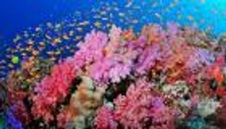 بالصور.. أكبر حيد مرجاني في العالم يواجه خطرا كبيرا