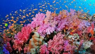 أكبر حيد مرجاني في العالم