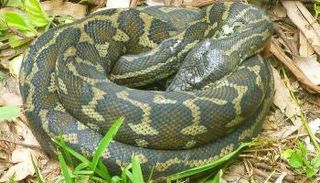 العثور على ثعبان نادر في فلوريدا- أرشيفية