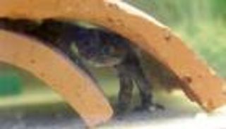 إنقاذ ضفادع "نادرة" من الجفاف بتشيلي.. خطة دقيقة وعاجلة