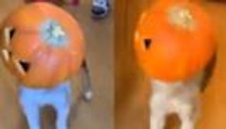 بالفيديو.. احتفال غريب لكلب بـ"عيد الهلع"