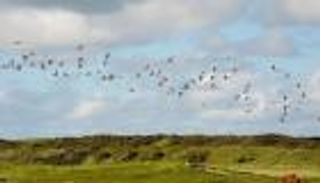 "خطة ثورية" للحفاظ على التنوع البيولوجي في أوروبا