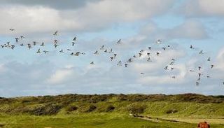 أعداد الطيور في أوروبا آخذة في التراجع 