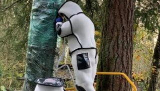 جانب من عملية إخلاء شجرة في واشنطن من "الدبابير القاتلة"