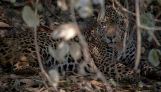 نمر أمريكي مصاب جراء حرائق البانتانال البرازيلية