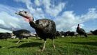 بأمر كورونا.. تقليص حجم "الديك الرومي" في بريطانيا