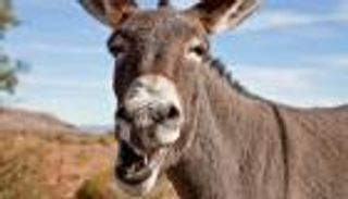 احتجاز "حمار" في المغرب.. سخرية وجدل حول التفاصيل