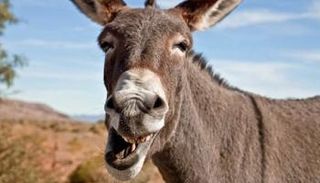 جدل كبير في المغرب بعد القبض على حمار